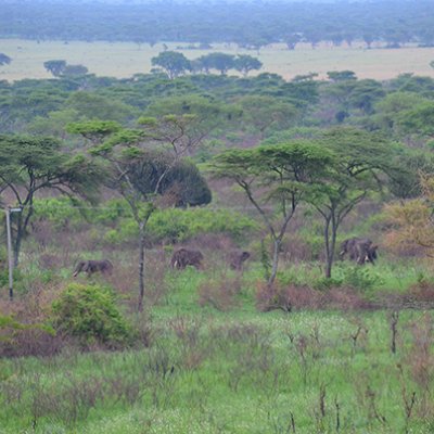 Elephants wander in a field close to powerlines 